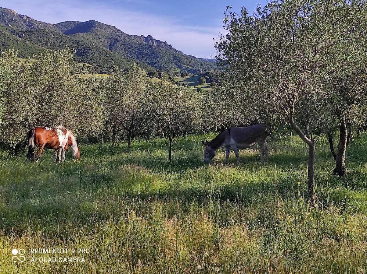 Agriturismo Asara Padru Esterno foto